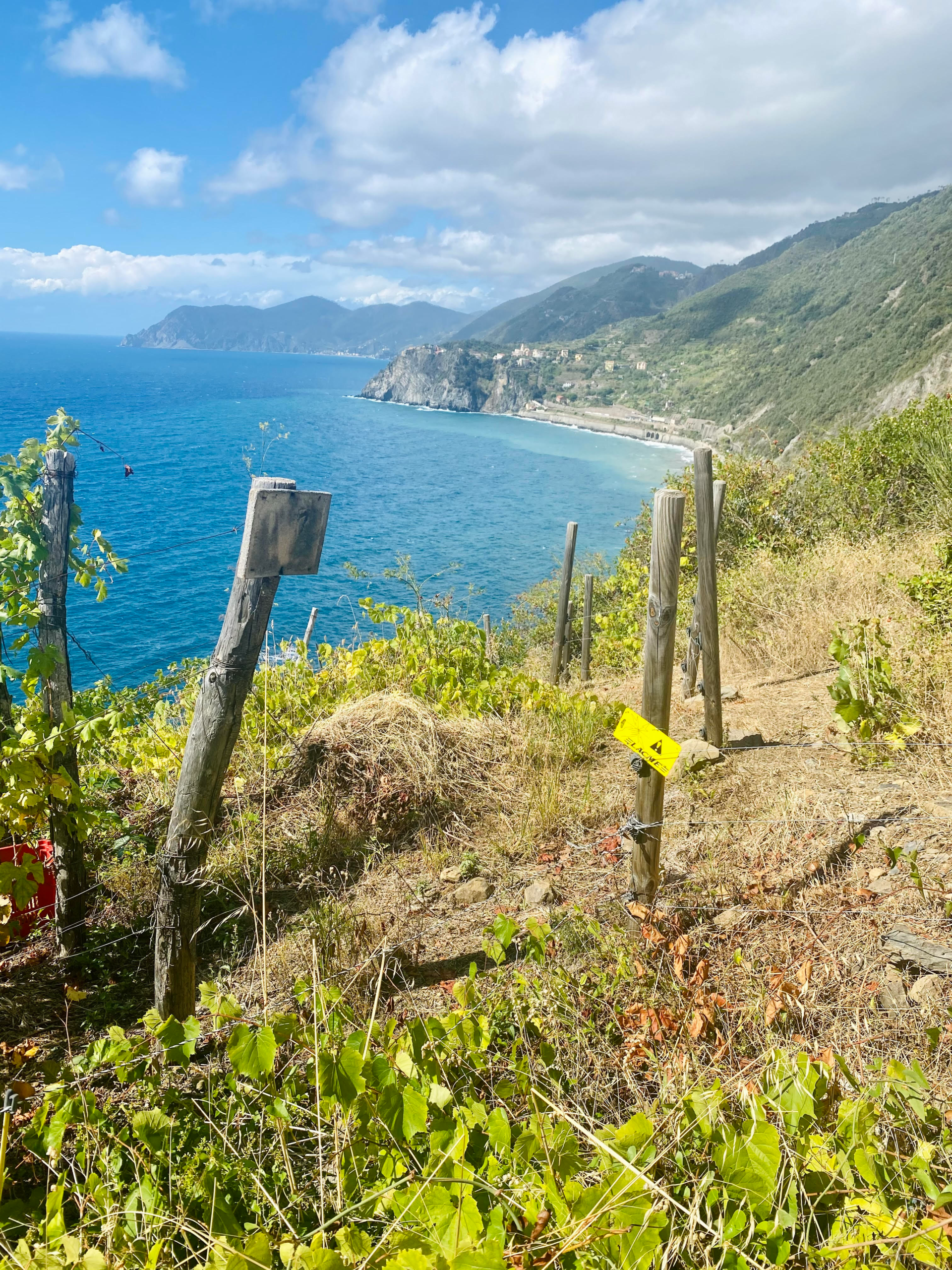 Panoramic view of vineyards and the Ligurian Sea from the hiking trail in Cinque Terre, Italy.